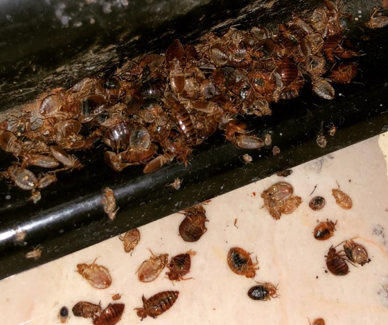 Bed bug harbourage on a bed frame, Cambridge