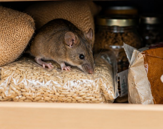 House mouse among food packaging in a kitchen cupboard, with gnawed bags and spilled contents