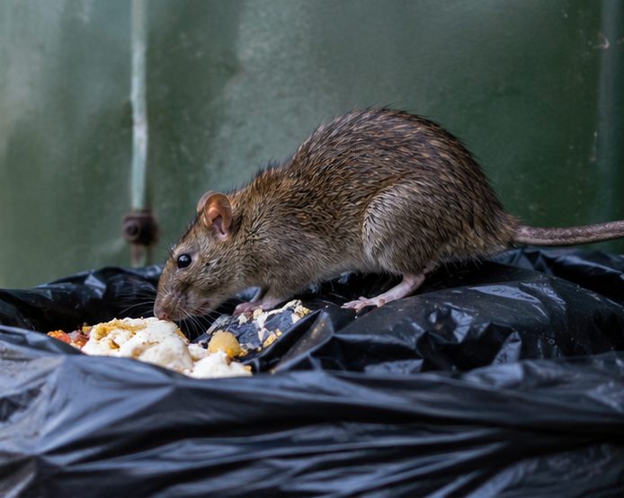 Brown rat standing on a black refuse sack feeding on discarded food in a communal bin area