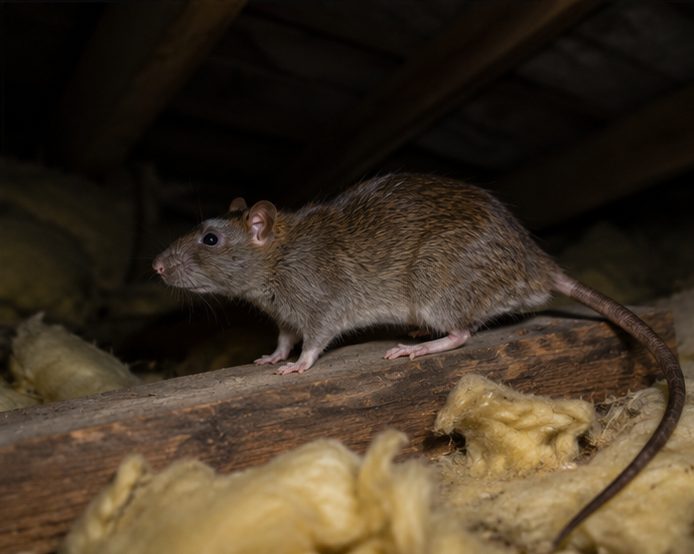 Brown rat on a roof timber in a loft, among disturbed fibreglass insulation