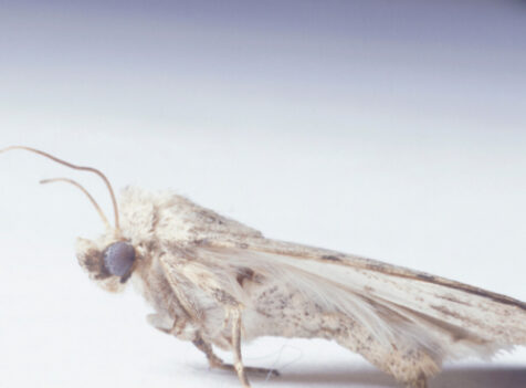 How to Get Rid Of Moths Huntingdon