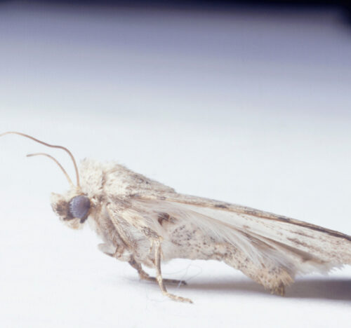 carpet Moth control Cambridgeshire