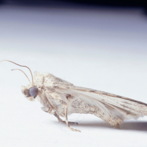 Carpet Moth Pest Control Ely