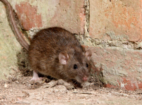 What Attracts Rats to your Home and How to Prevent It
