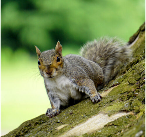 Squirrel Control Cambridgeshire