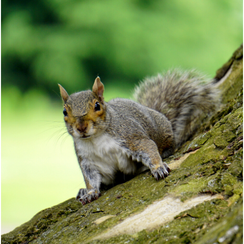 How to Identify Squirrels In Cambridge