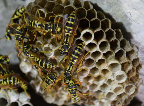 wasp nest removal Cambridgeshire