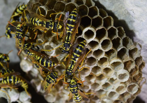 wasp nest removal Cambridgeshire