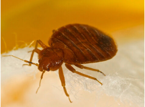 bedbug control cambridgeshire