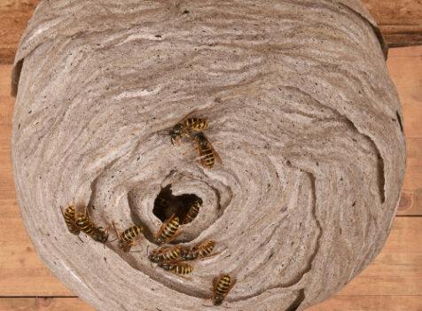 Wasp nest treatments Cambridgshire