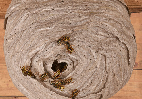 Wasp nest treatments Cambridgshire