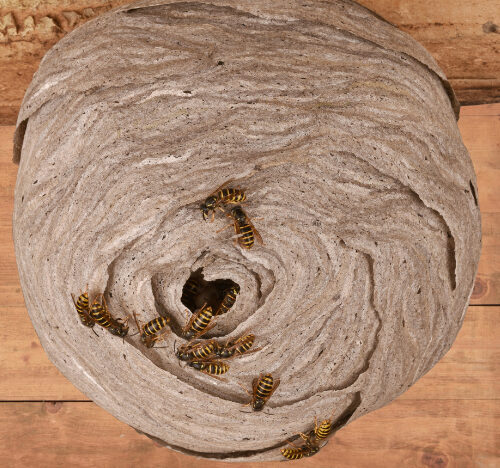 Wasp nest treatments Cambridgshire
