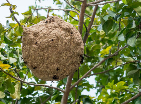 Wasp nest treatments Cambridgshire