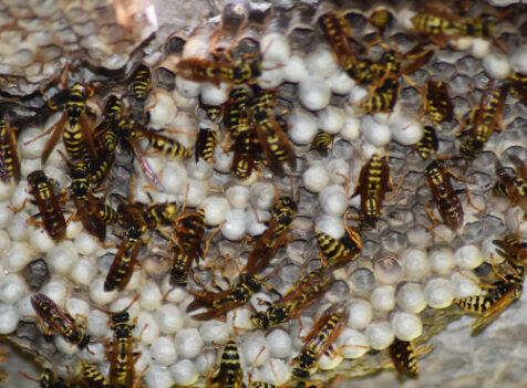 Wasp nest treatments Cambridgshire