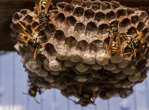 Wasp Exterminator in Cambridge
