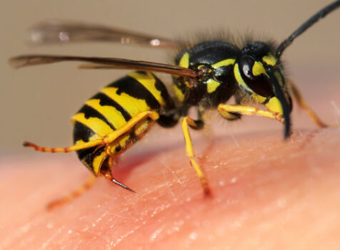 Wasp nest removal huntingdon