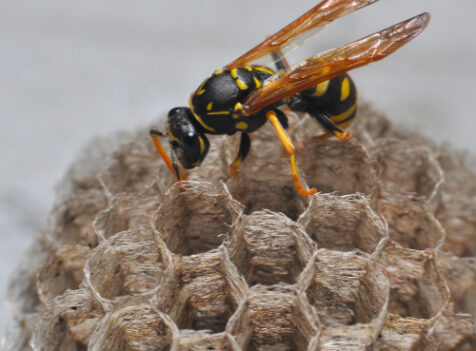 Wasp nest treatments Cambridgshire