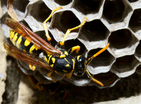 Emergency Wasp Nest Removal in Cambridge