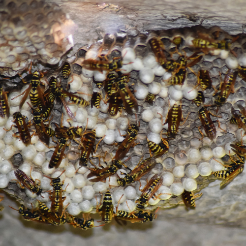 Wasp nest treatments Cambridgshire