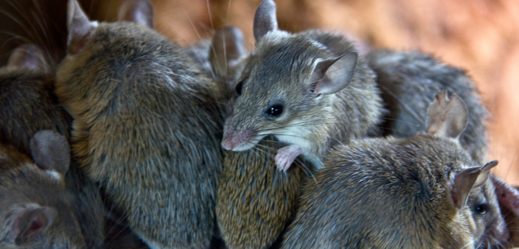 Rodent Control for Businesses in Cambridgeshire
