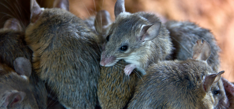 Rodent Control for Businesses in Cambridgeshire