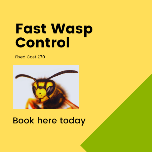 Wasp nest removal Cambridgeshire