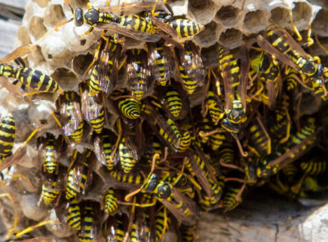 Wasp nest removal Cambridgeshire