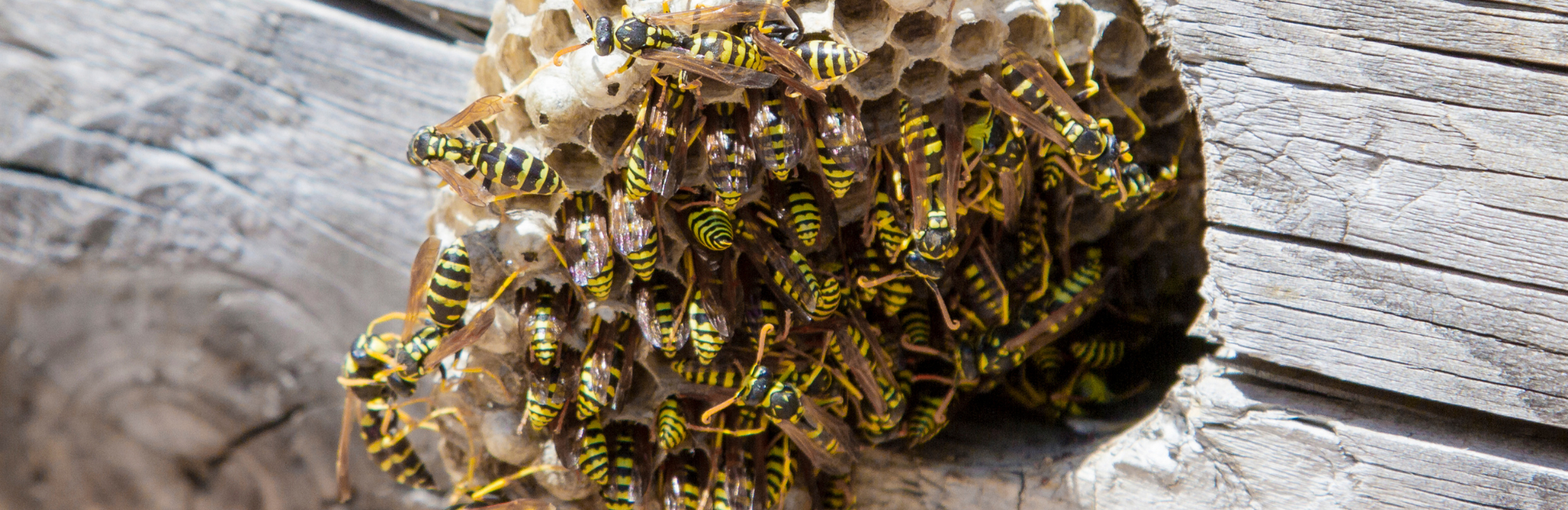 Wasp nest removal Cambridgeshire