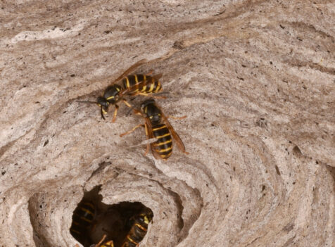 Wasp nest removal Cambridgeshire