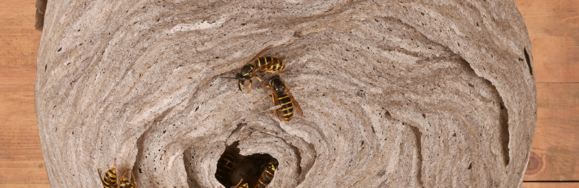Wasp nest removal Cambridgeshire
