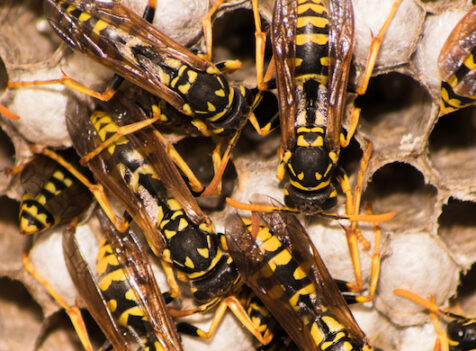 Cheap Pest Control Solutions Huntingdon