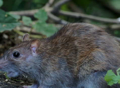Top Rat Exterminator Cambourne