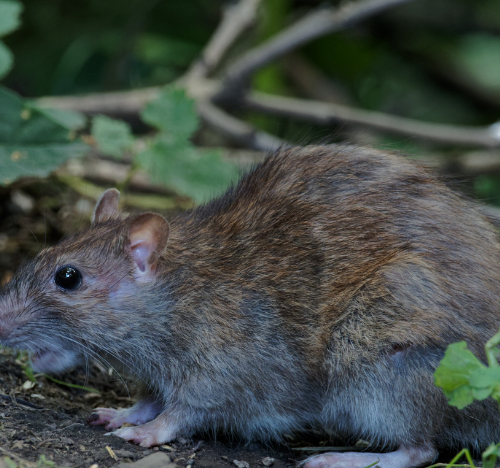 Rat Control Cambridgeshire