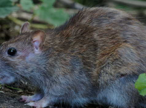 The Cost of Rat Control in Cambridge: What to Expect