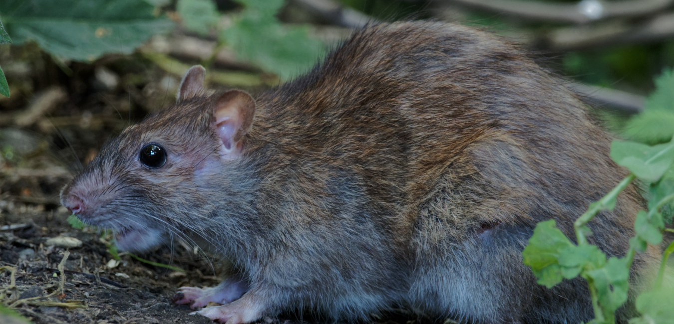 Rat Control Cambridgeshire