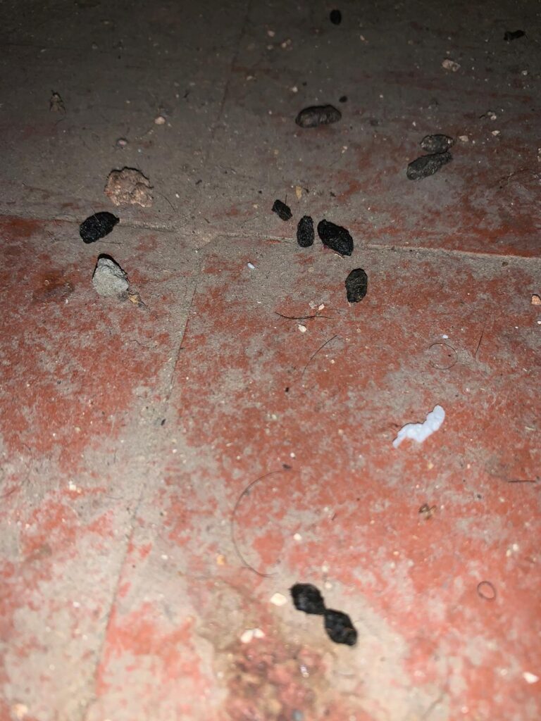 rat droppings in a cellar of a house in cambridge