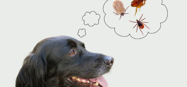 Local Flea Fumigations in March