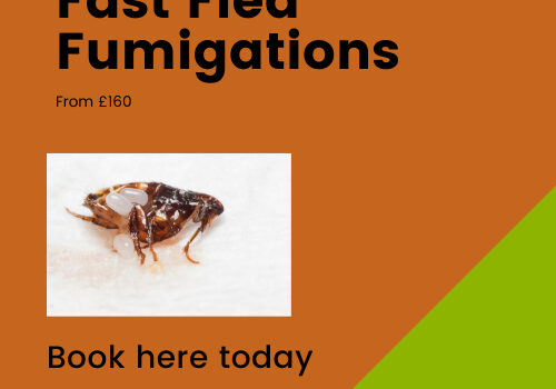 How to Identify Fleas in peterborough