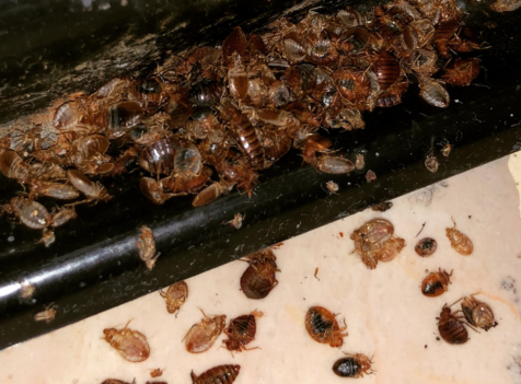 Bedbug Exterminator Services in Cambridge