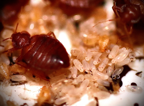 Discreet Bedbug Control for Hotels in Cambridgeshire