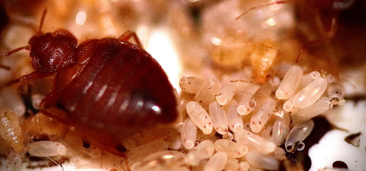Discreet Bedbug Control for Hotels in Cambridgeshire