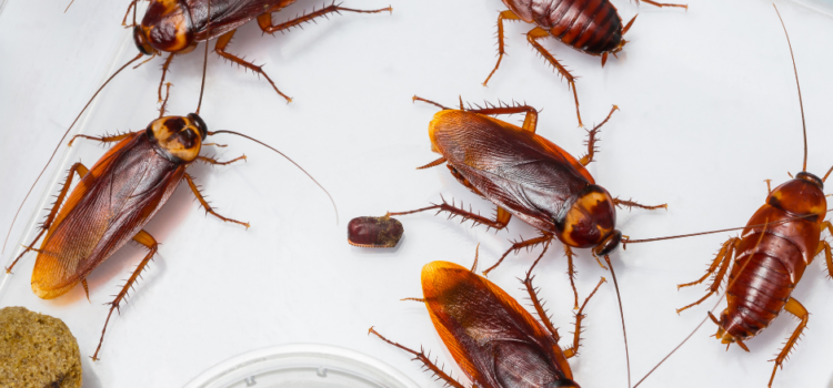 Cockroach Control For Your Business In Cambridge