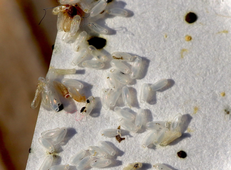 What is the hardest Pest to Get rid of in Cambridge?