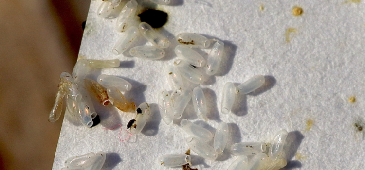 Local bedbug extermination experts in Cambridge