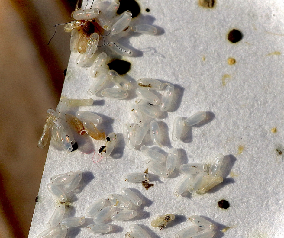 Local bedbug extermination experts in Cambridge