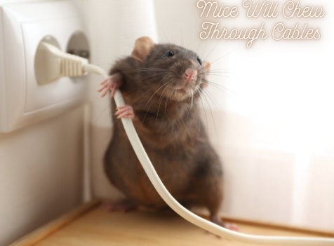 Are Rats Dangerous? What Every Resident Should Know