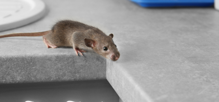 How much does it cost for Mice Control in Cambridge