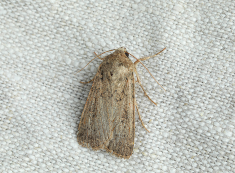 Carpet Moth Exterminator Huntingdon