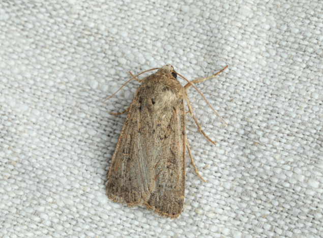 Carpet Moth Exterminator Huntingdon