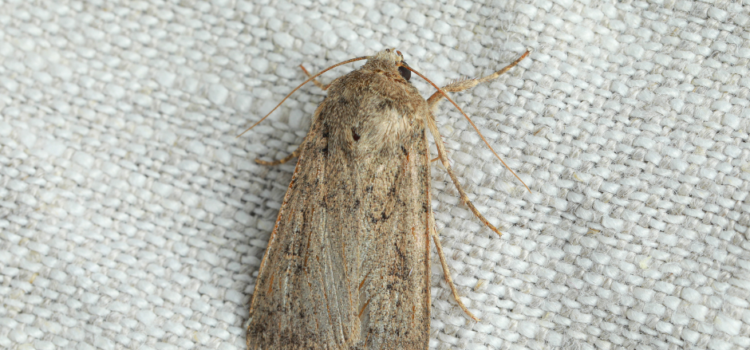 Carpet Moth Exterminator Huntingdon